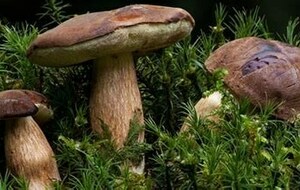 Sortie Champignons jeudi 29 octobre 2026
