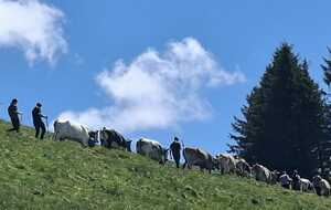 Après la montée depuis Mittlach, le troupeau de vaches arrive à  destination : 
"le TREH", ferme -  auberge où la Famille Deybach, marcaires de père en fils est heureuse de nous faire découvrir ses spécialités dans un cadre typique et montagnard.