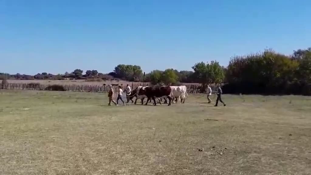 Manade Janin / Séjour à la Grande Motte