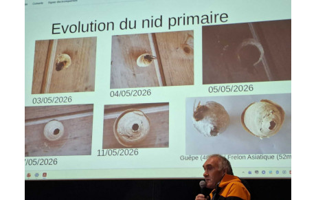 Réunion publique sur le frelon asiatique  vendredi 12 juin 2026