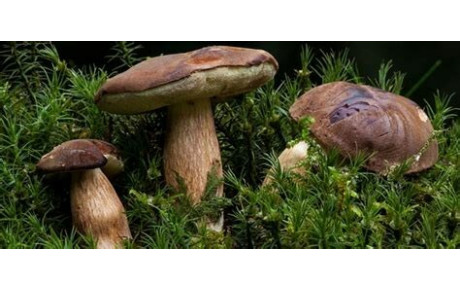 Sortie Champignons jeudi 29 octobre 2026