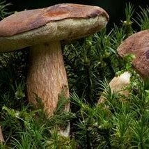 Sortie Champignons jeudi 29 octobre 2026
