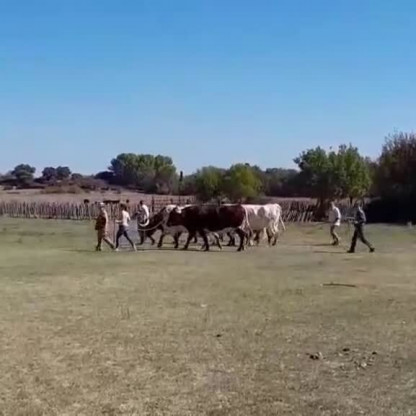 Manade Janin / Séjour à la Grande Motte