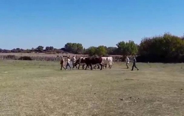 Manade Janin / Séjour à la Grande Motte